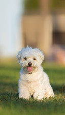 狗shutterstock_611113460