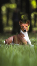 Basenji Dog in a Grass