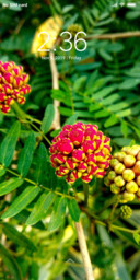 Flower coating_DWM3