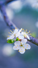 Fresh and natural wildflowers