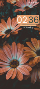 Daisy