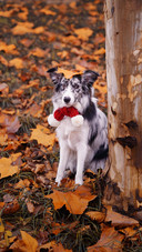 Dog365