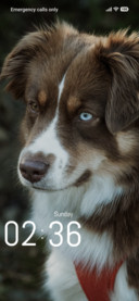 Dog Eyes