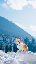 Dog309