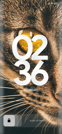 Cute_Cat_Five