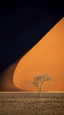 A Dead Tree standing in the desert