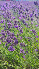 Lavender Meadow #1