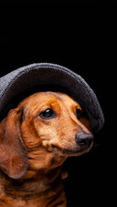 A golden retriever wearing a hat