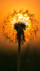 Dandelion in Sunset