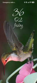 Pink Flutter