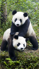 Lovely Panda in Forest