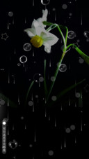 水仙花