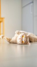 Scottish cat resting on the floor