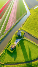 Aerial view of tulip fields in Denmark