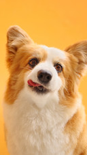 A corgi with its head tilted and tongue sticking out