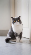 A Cute Cat Sitting on The Floor