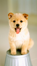 The little dog on the bucket