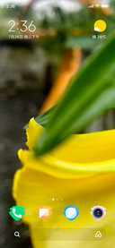 Cool Flower_DWM2