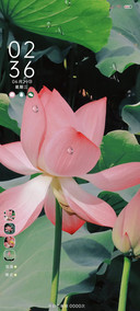 夏日清新雨后荷花