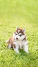 A Cute Husky Puppy Standing and Looking on Green Grass