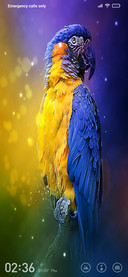 Love Birds