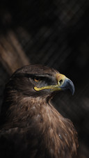 international_animal (8)