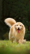 The dog goes out and cant be called back