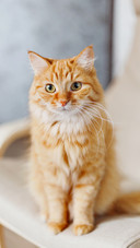 Cat (5)
