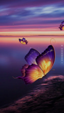 幻蝶