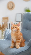 Cat (10)