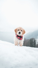 Golden Retriever Cute Puppy with Bandana in Snow