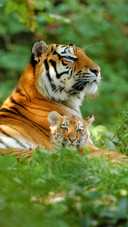Siberian tigers and their cubs