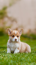 Corgi Puppies on the Lawn