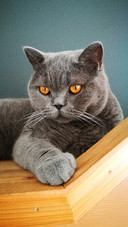 The cats eyes glow 15