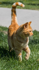Cats in istanbul