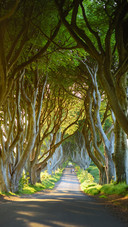 Green tree