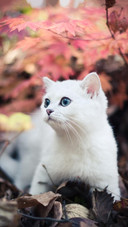 Pet cat56
