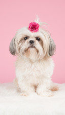 Dog405