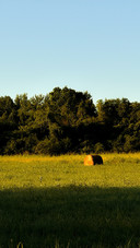 Sunlight on the golden field