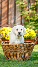 Dog (12)