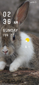 Rabbit