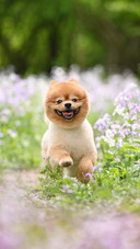 Dont walk the dog like this anymore