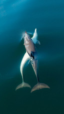 Two Dolphins Playing in The Sea