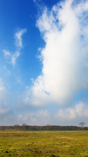 Scenic views of grassland pastures on Jeju Island
