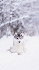 A Siberian Husky Dog Playing in Winter