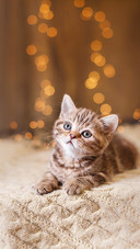 Lovely pet-PAIXIN