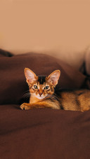 A Sleeping Cute Somali Breed Kitten Little Cat