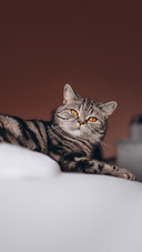 猫咪也有占有欲吗