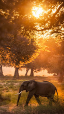 Wild elephant-02