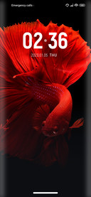 Romantic_fish